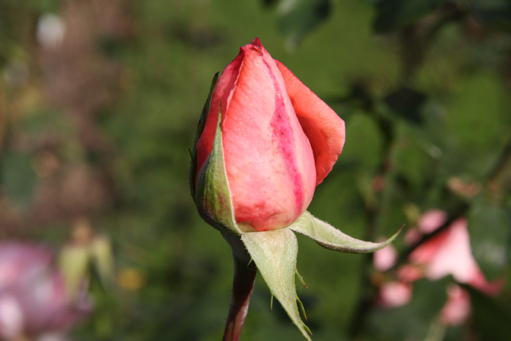 růže Schne Berlinerin