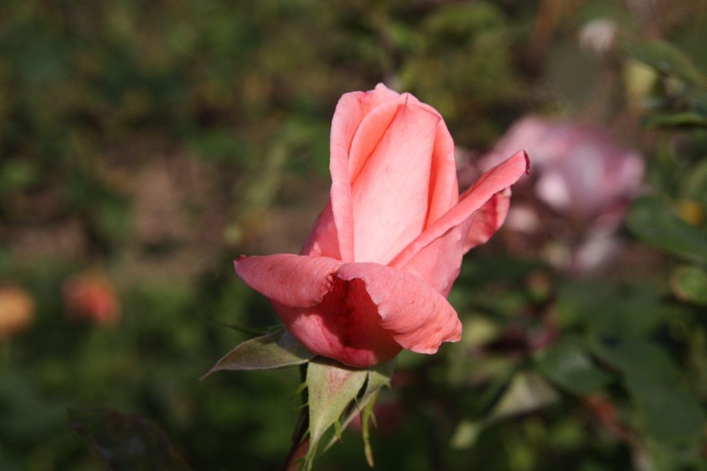 růže Schne Berlinerin