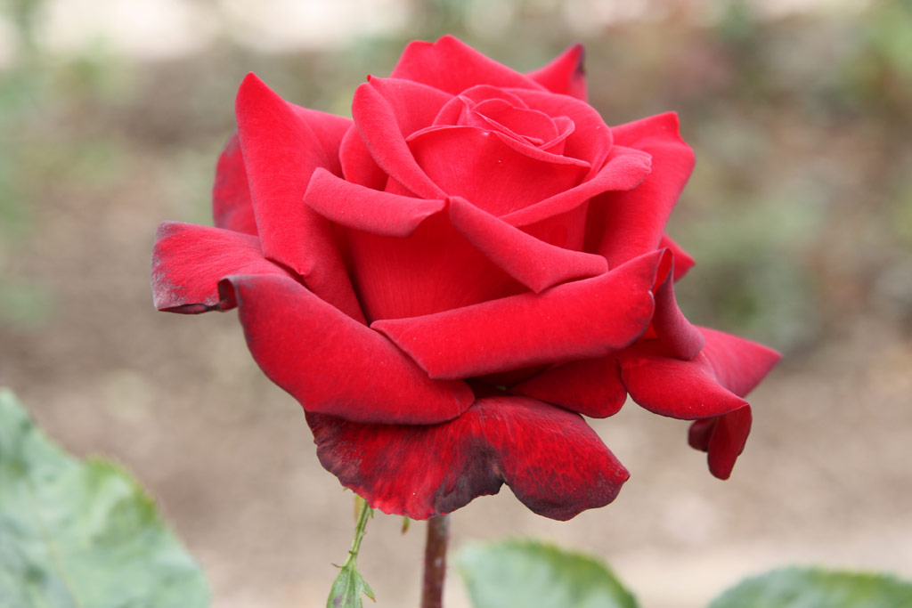 růže Schwarze Madonna