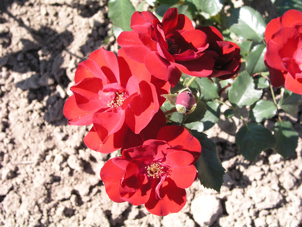 růže Schweizer Gruss