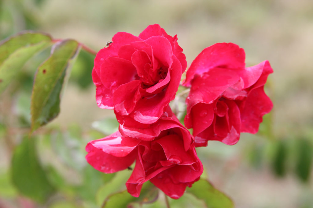 růže Schwerin