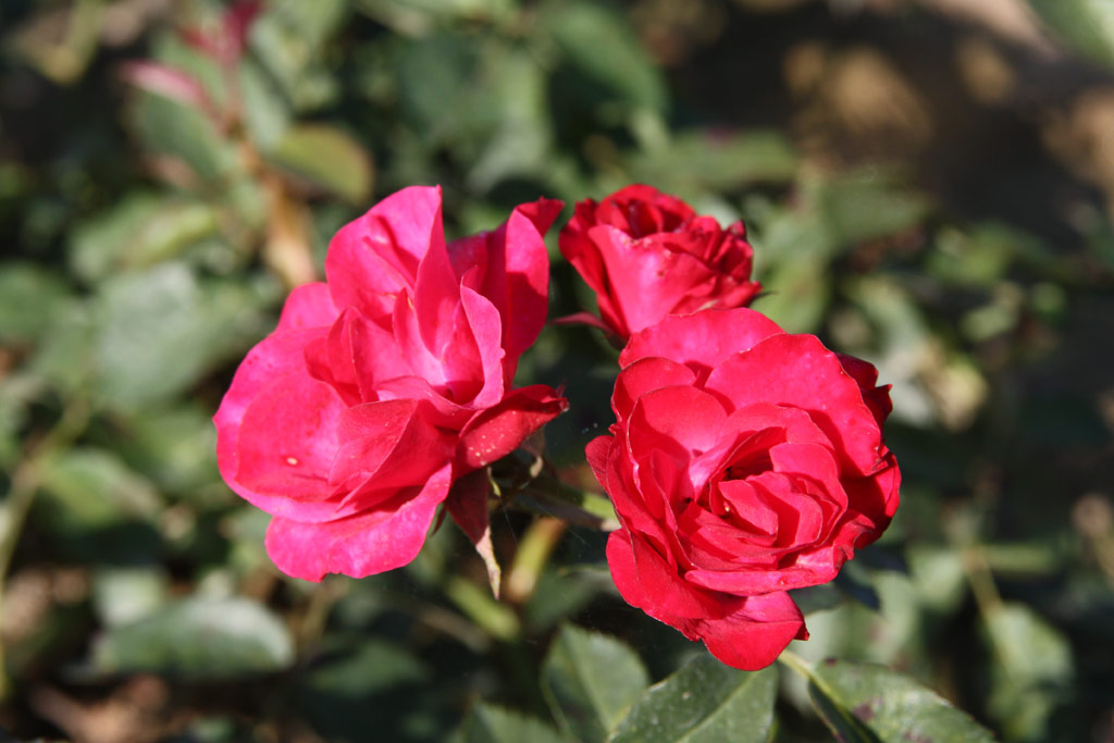 růže Schwerin