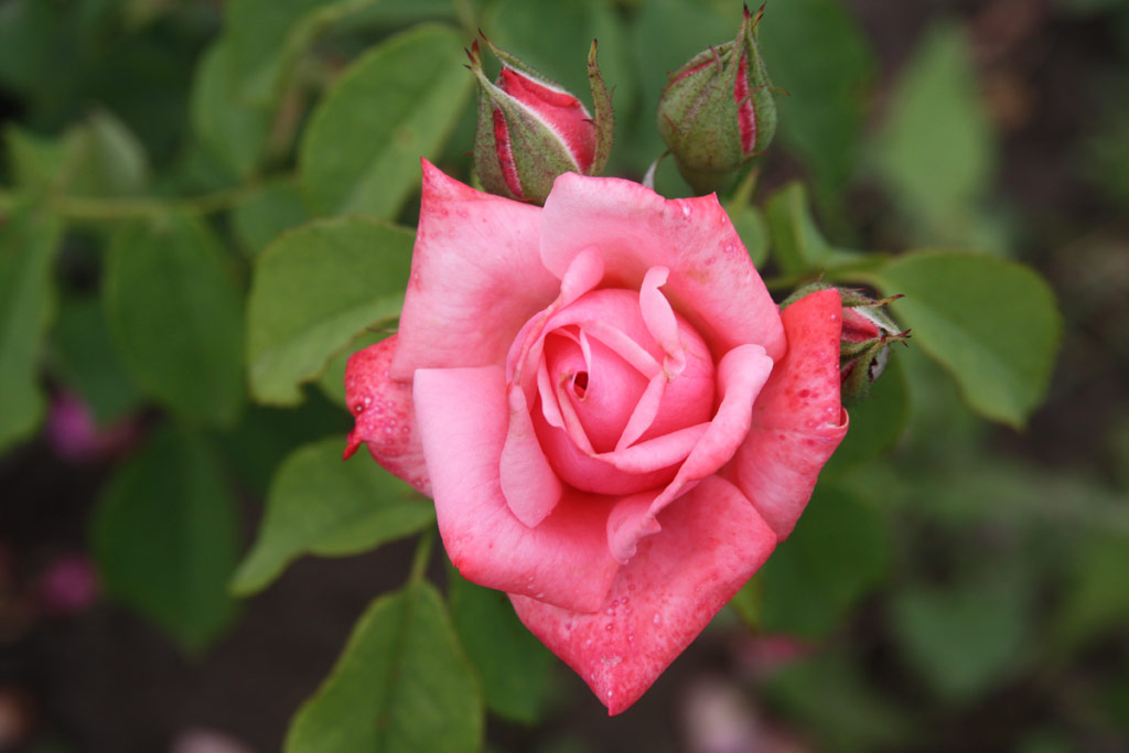 růže Semmelweis Ign�c Eml�ke