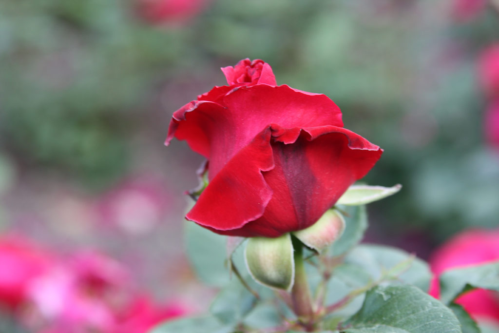 růže Senator Burda