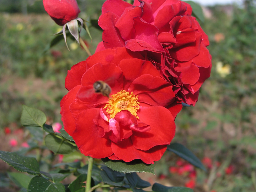 růže Sensass Delbard