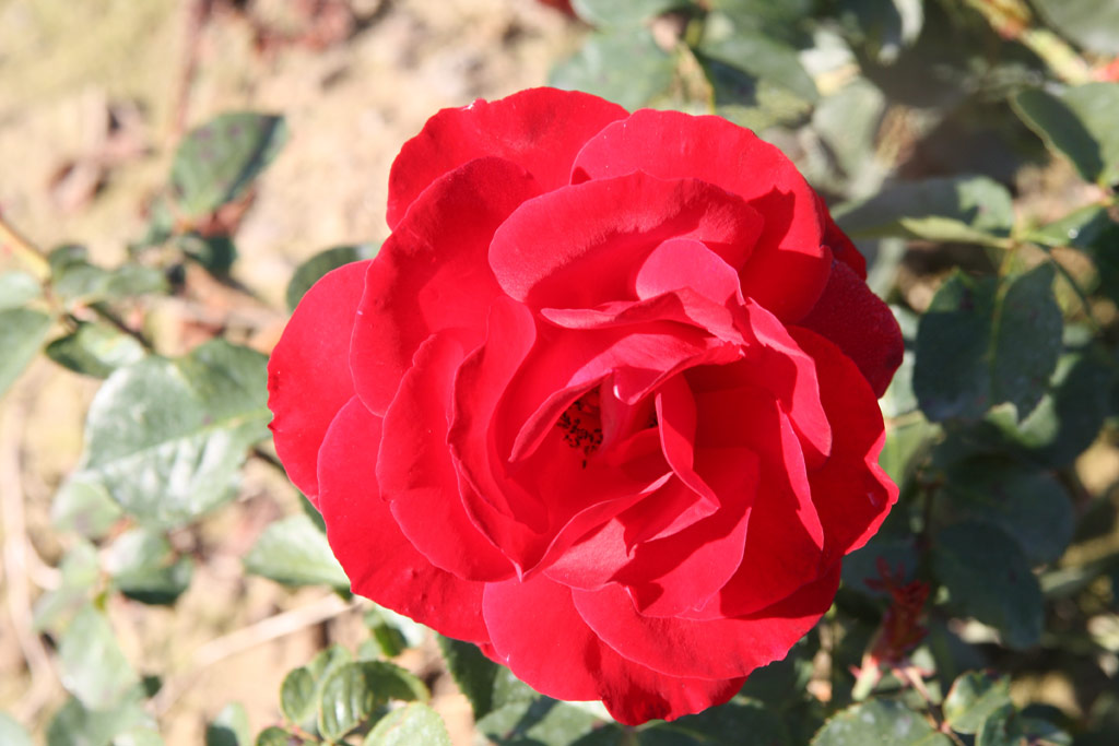 růže Sensass Delbard