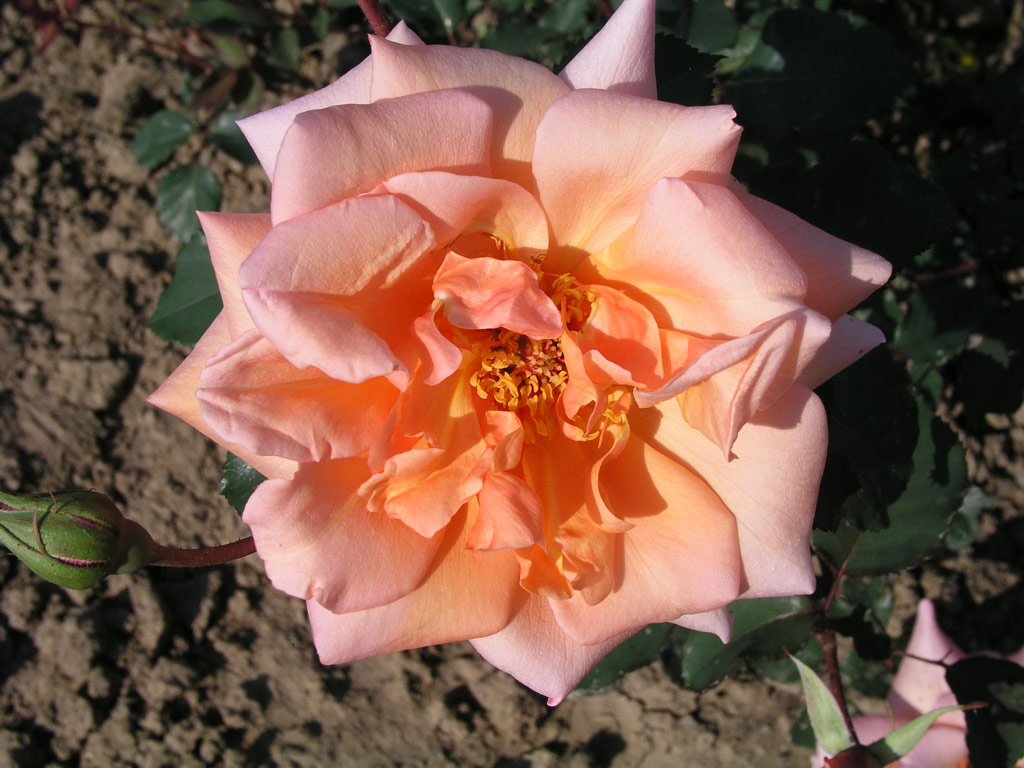 růže Serenade