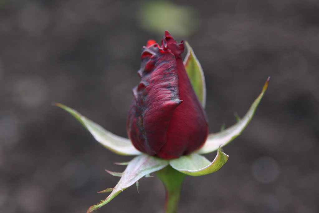 růže Serenit
