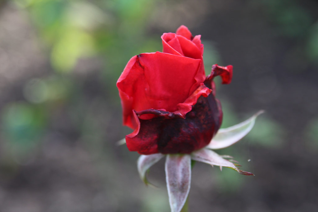 růže Serenit