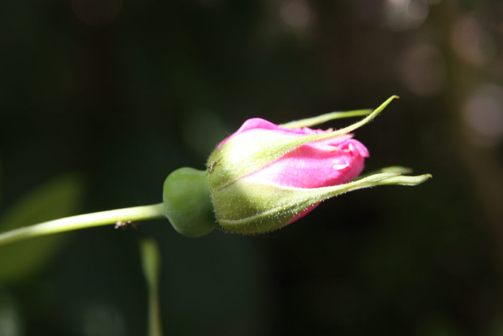 růže Serratipetala