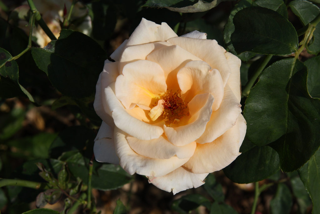 růže Serupo