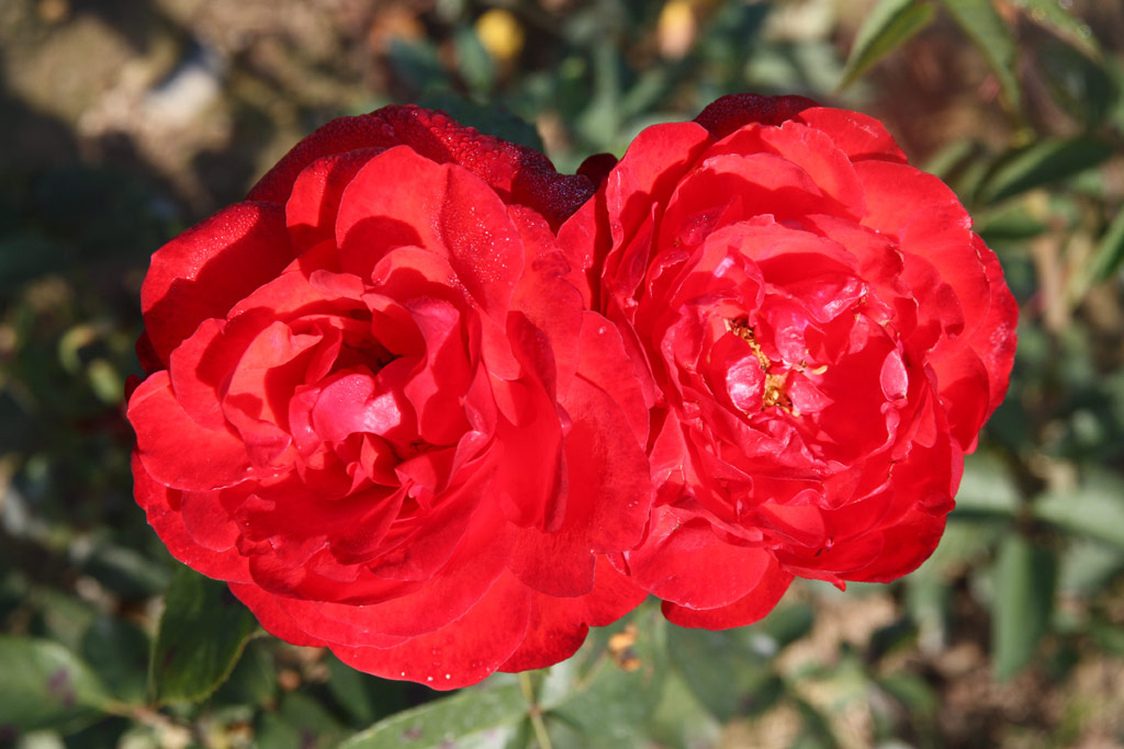 růže Shalom