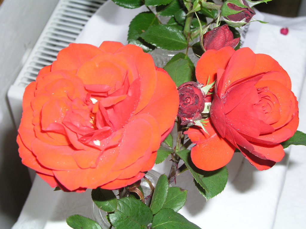 růže Shalom