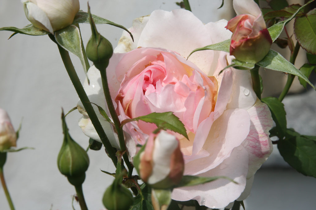 růže Sharifa Asma