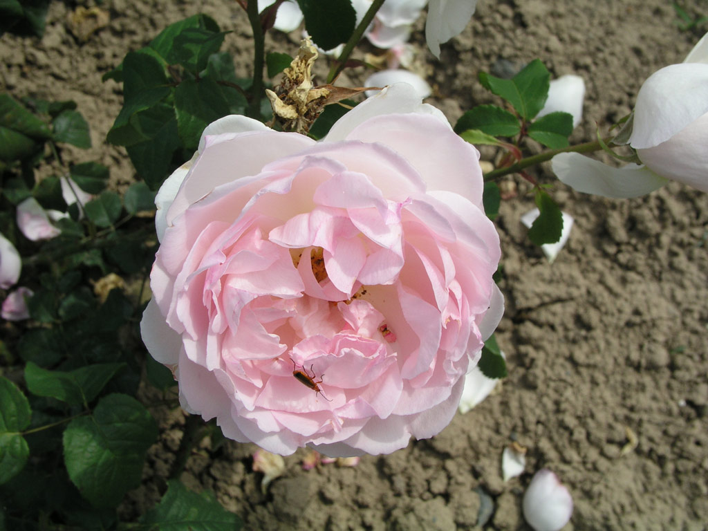 růže Sharifa Asma