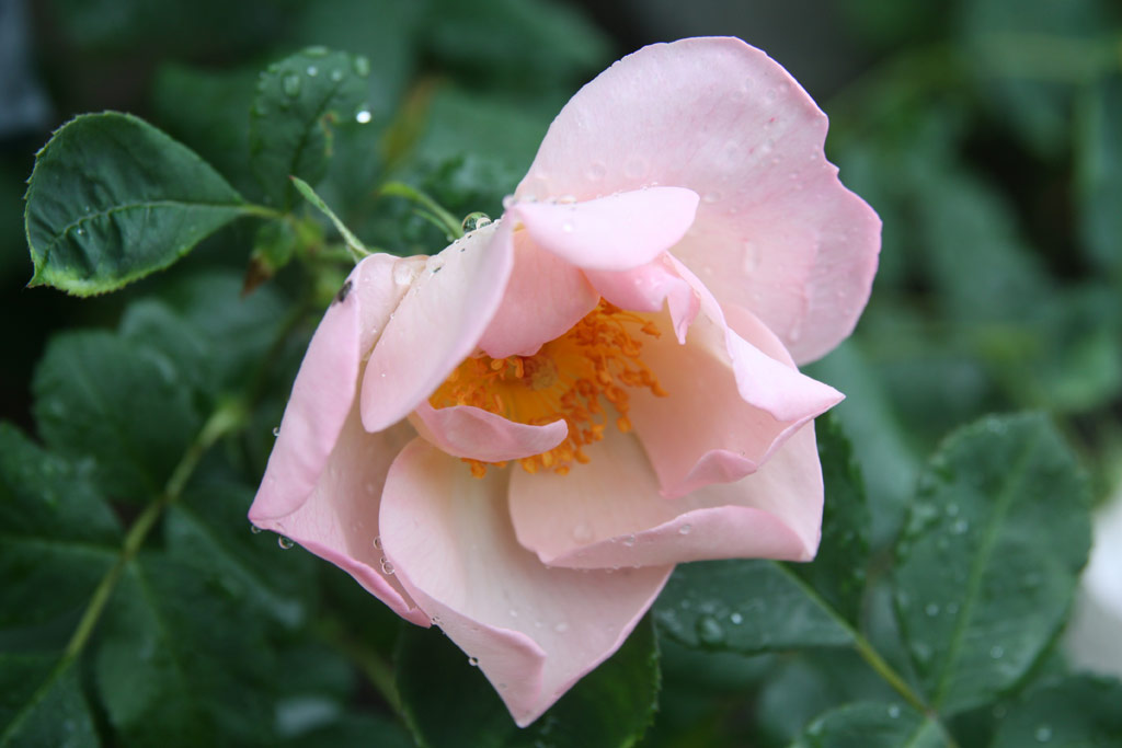 růže Shropshire Lass