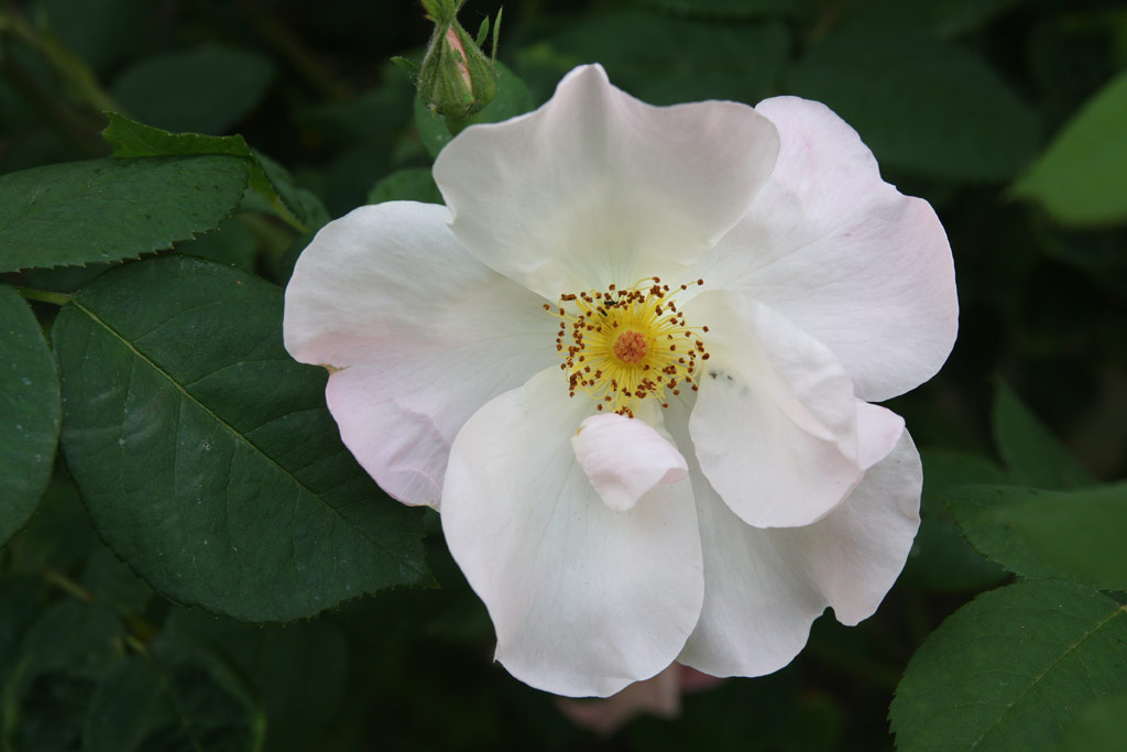 růže Shropshire Lass