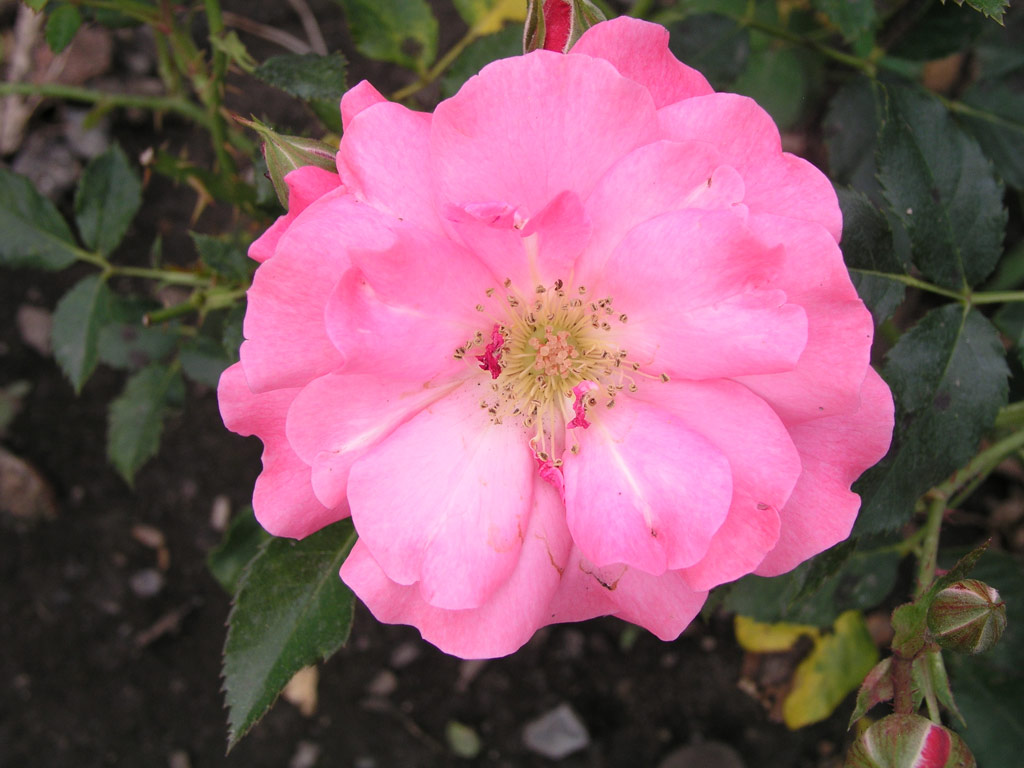 růže Shrubby Pink
