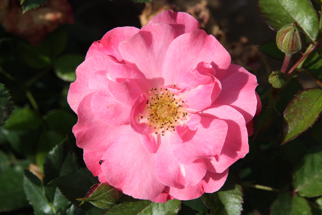 růže Shrubby Pink