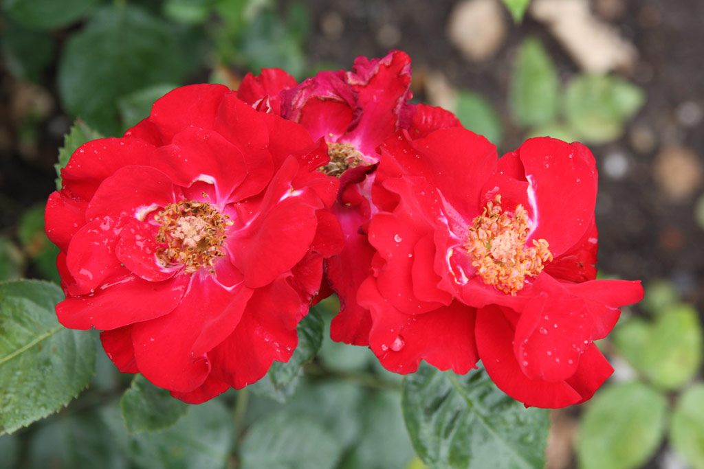růže Silberlachs