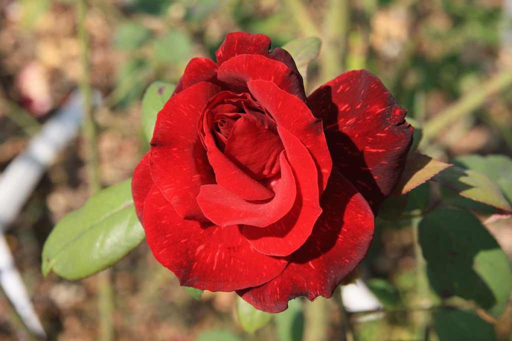 růže Silesia