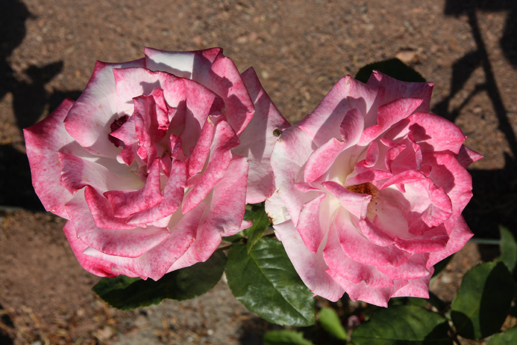 růže Silverado (Lidice)