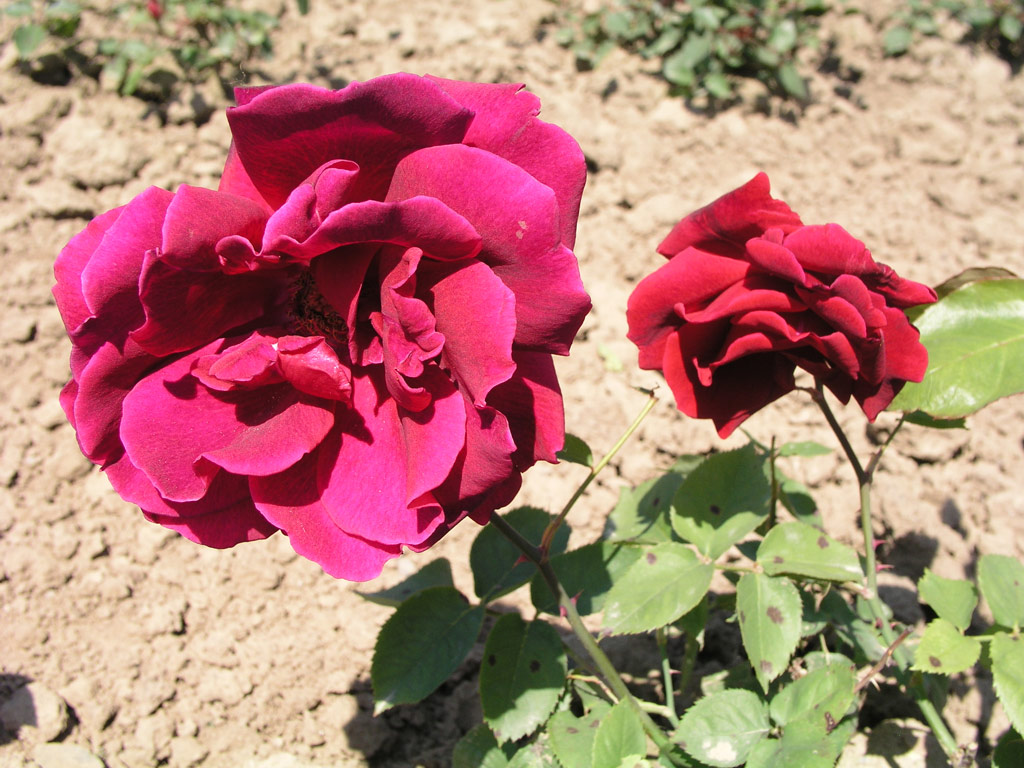 růže Sir Davis Davis
