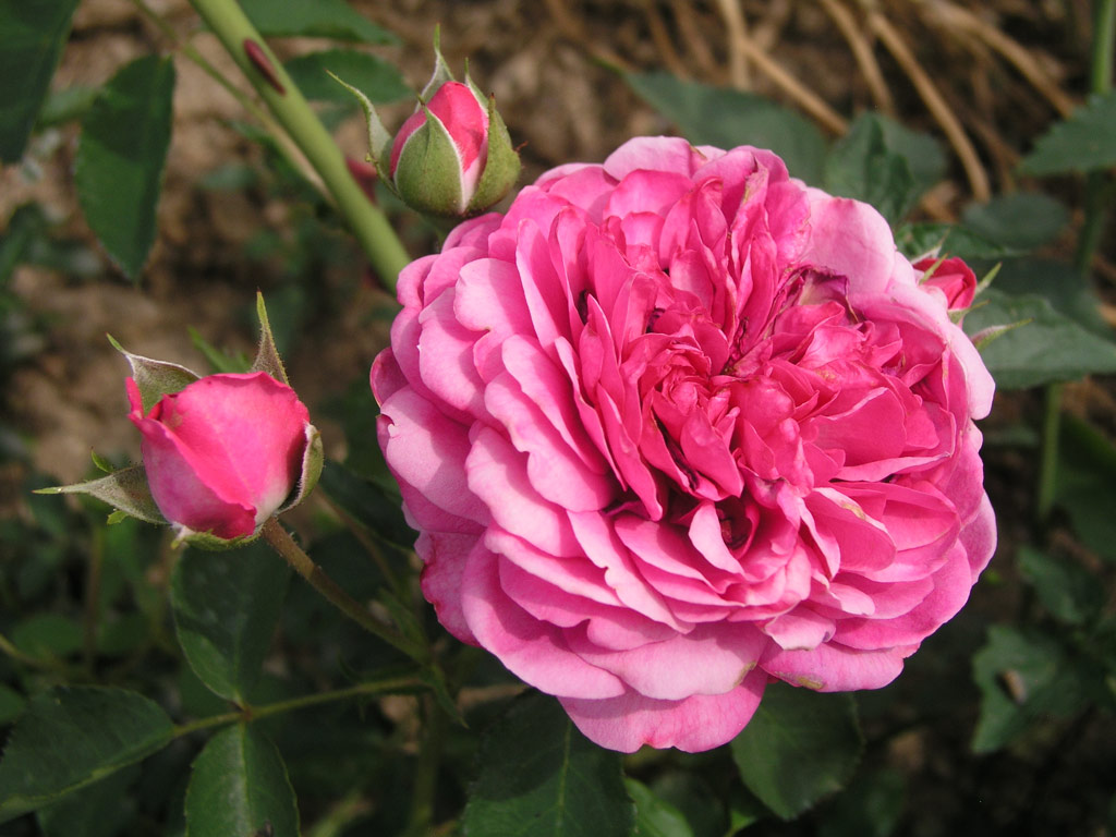 růže Sir John Betjeman
