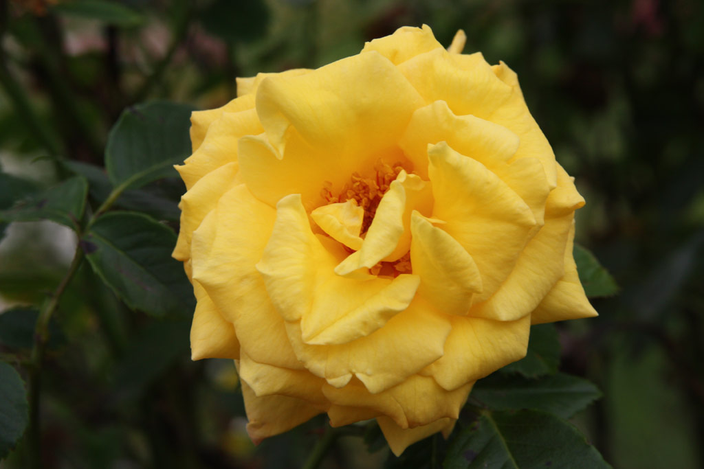růže Skciai Szent Margit Emlke