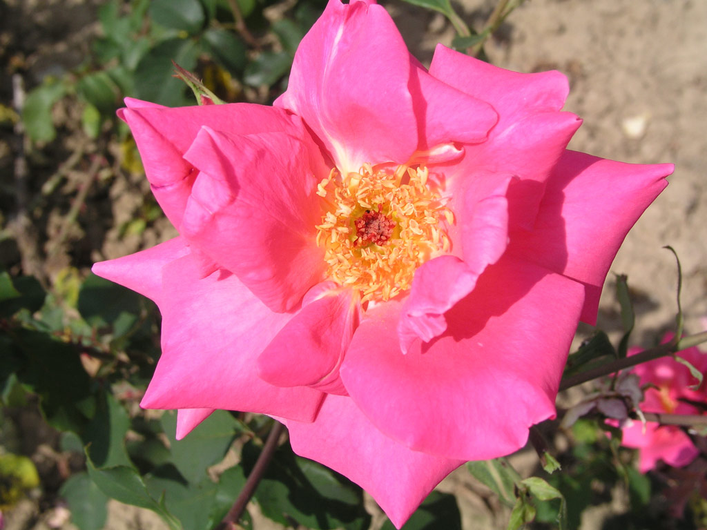 růže Slva Bhmov
