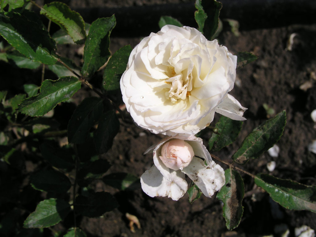 růže Slavia