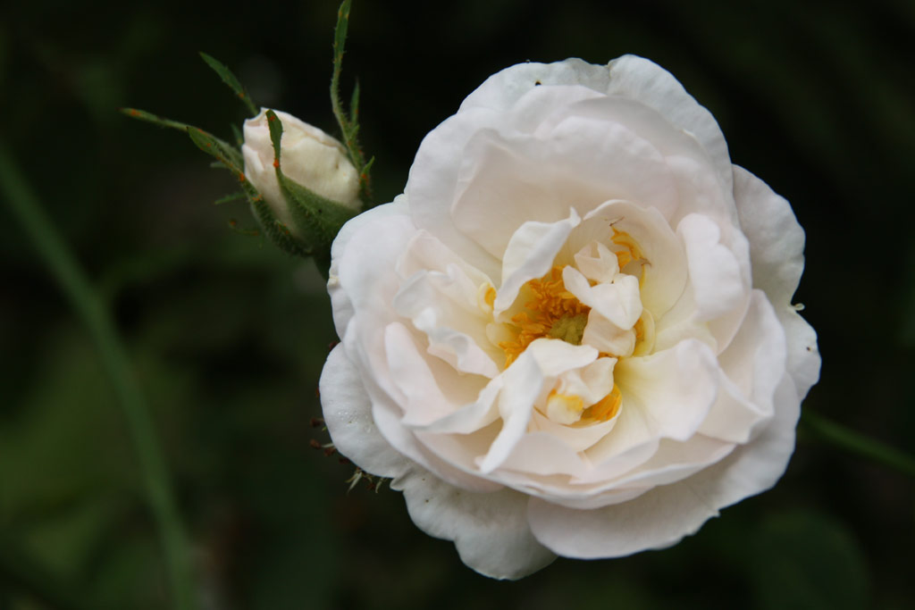 růže Small Double White