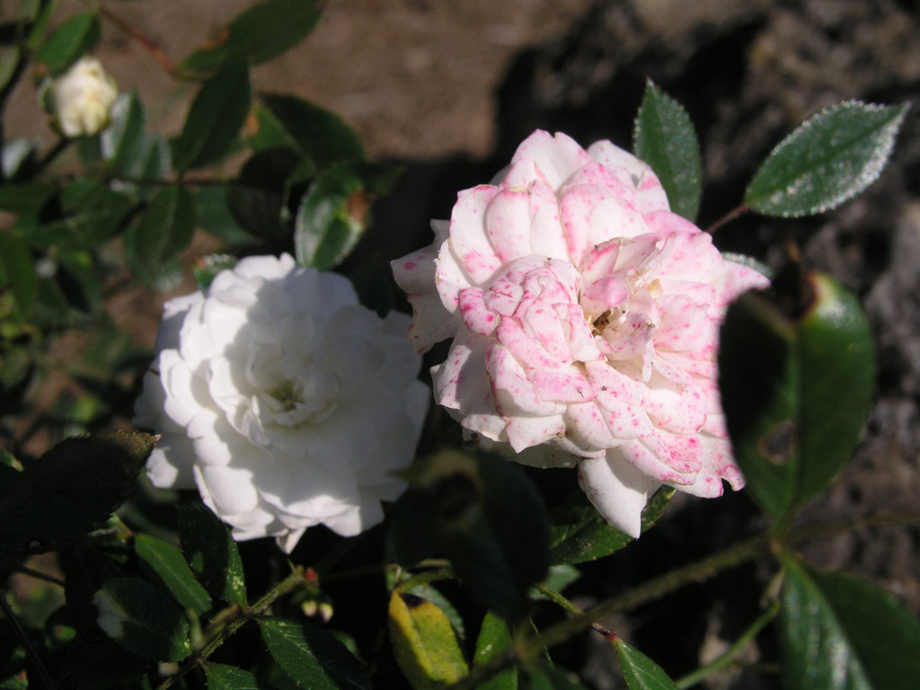 růže Snowball