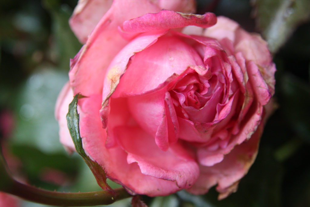 růže Soeur Emmanuelle