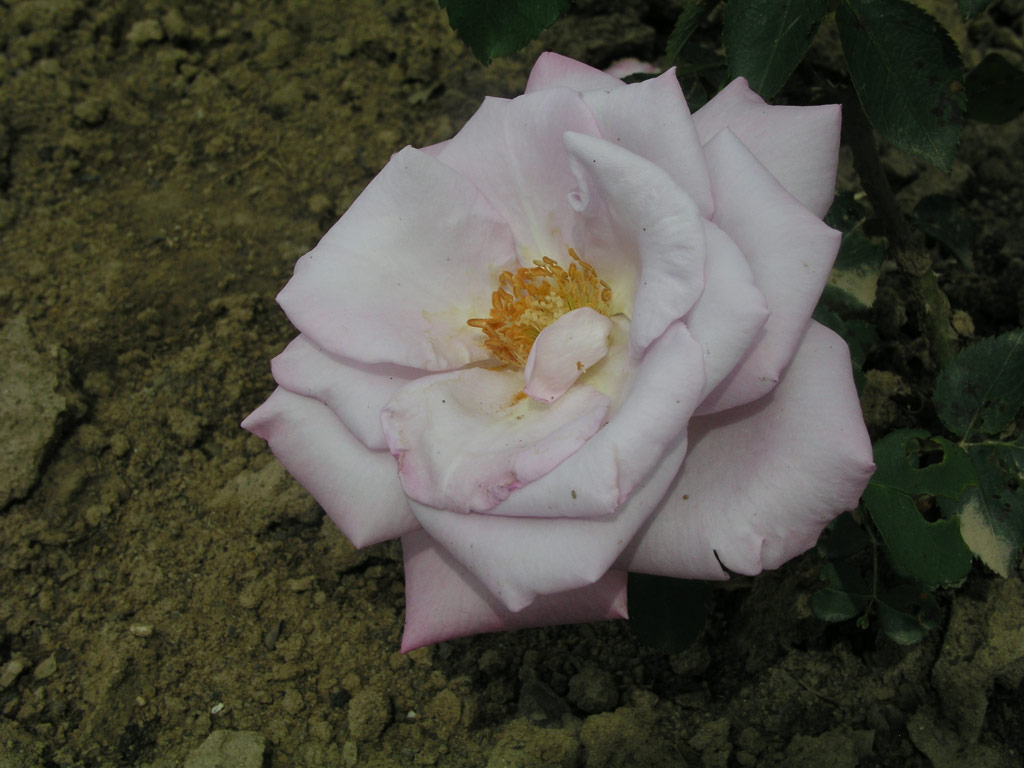 růže Soir dAutomne
