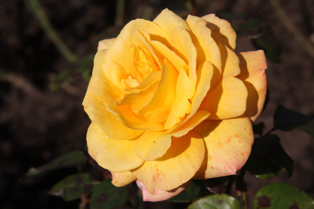 růže Soledad