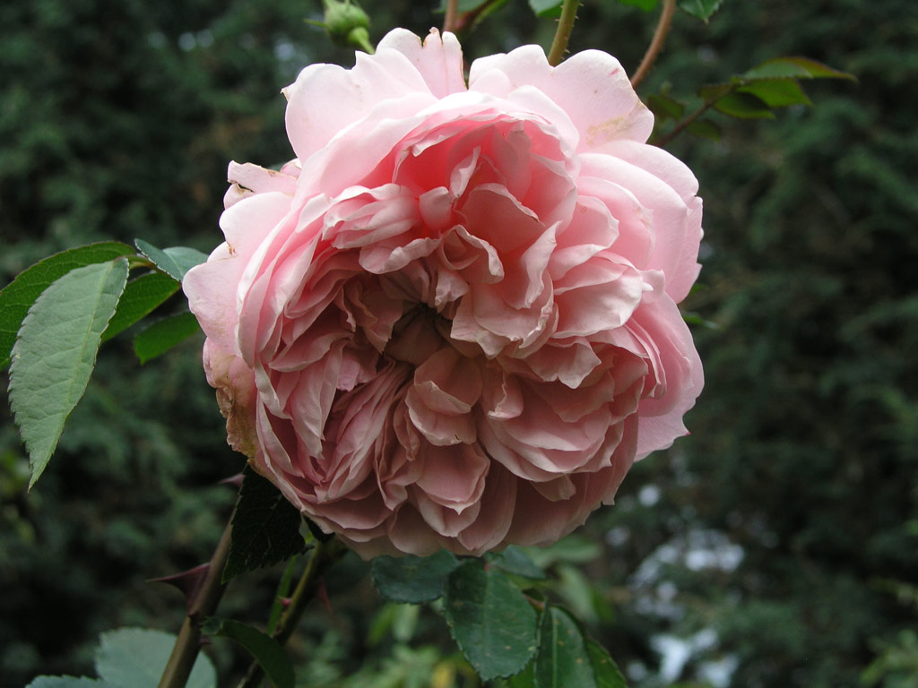 růže Solette