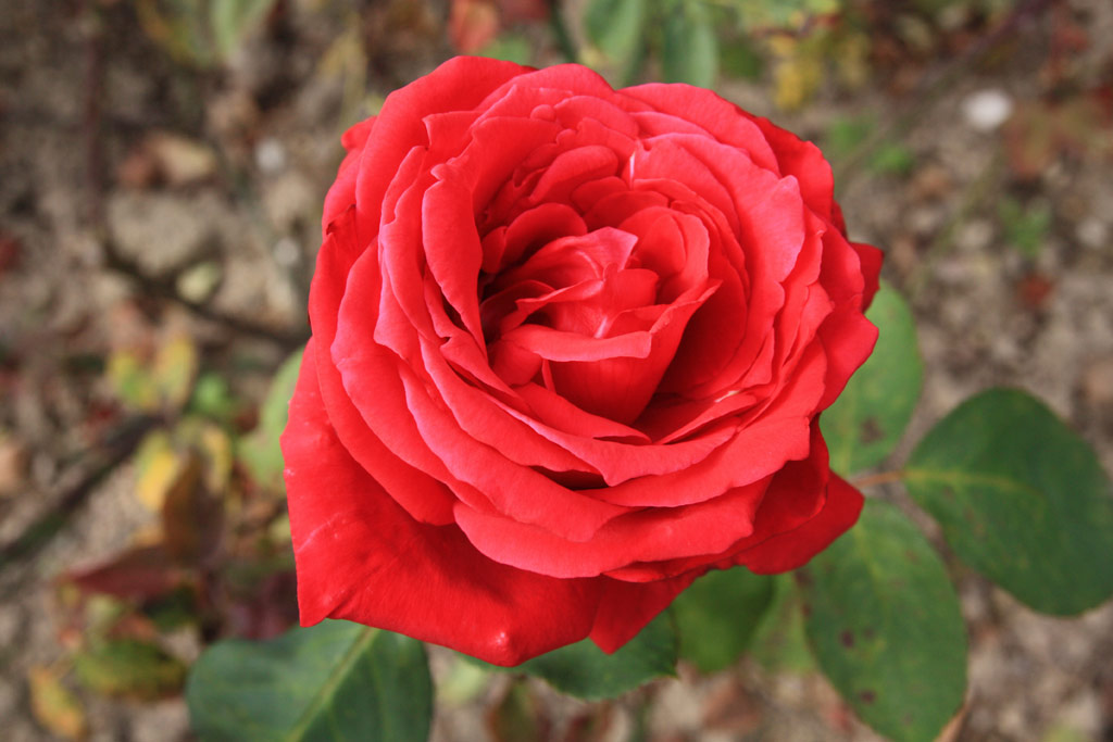růže Soliman