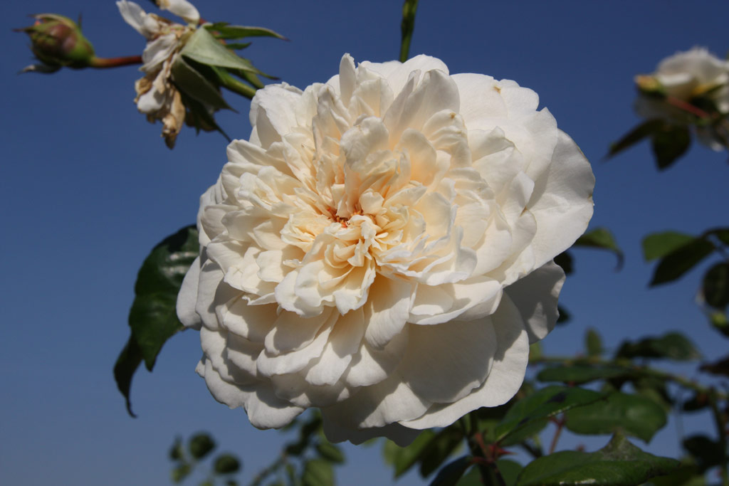 růže Sombreuil