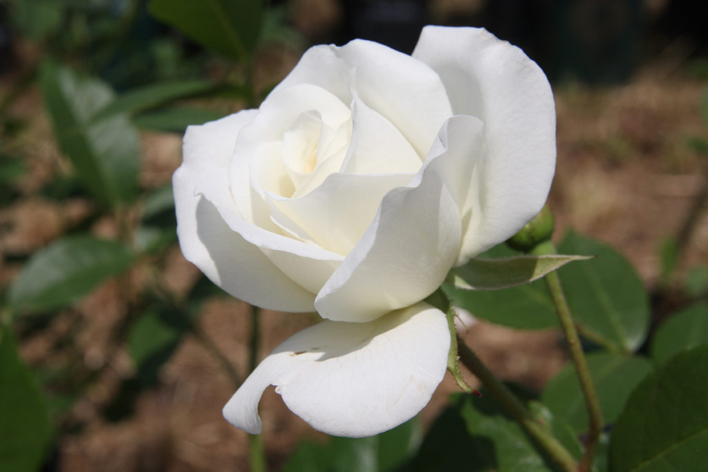 růže Sombreuil