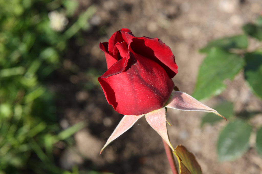 růže Sommerduft