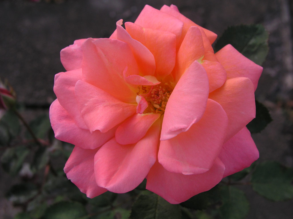 růže Sommerliebe (Prschmann)