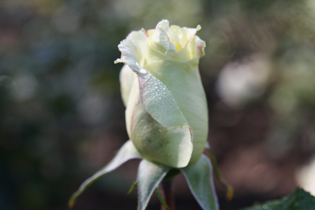 růže Sommerschnee