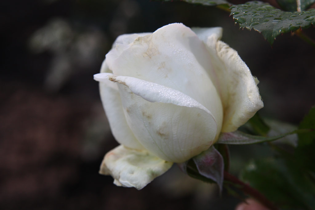růže Sommerschnee
