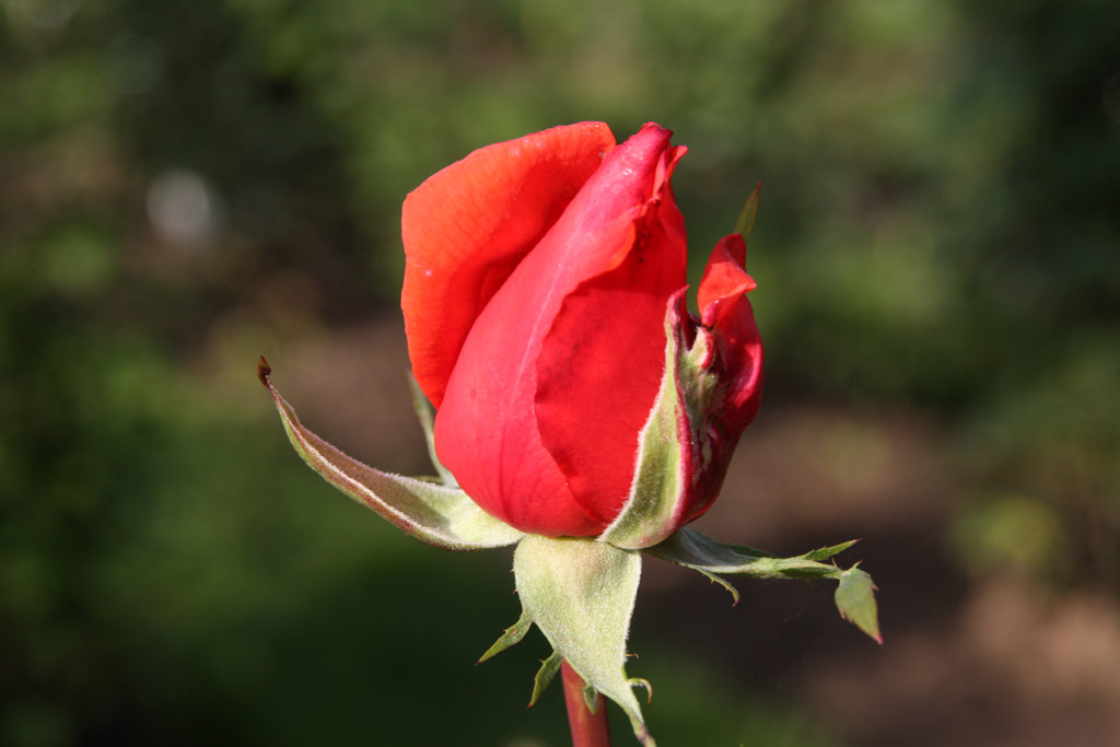 růže Sommertag