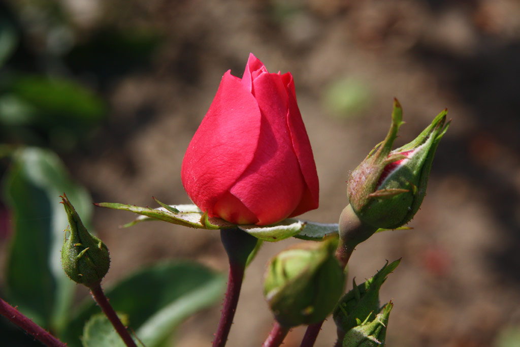 růže Sommerwind