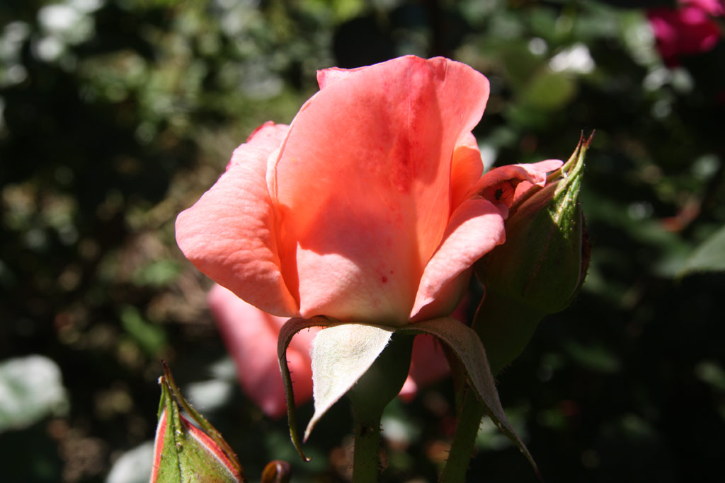 růže Sonia