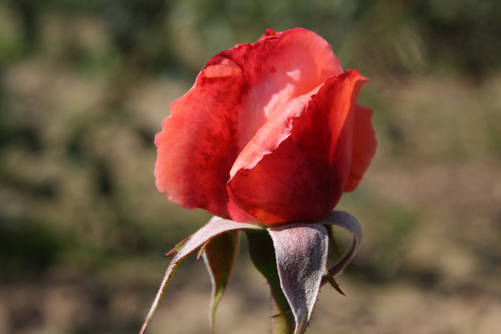 růže Sonia
