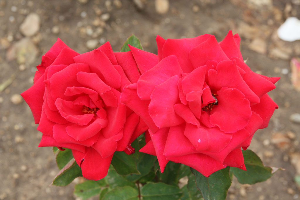 růže Sonja Horstmann