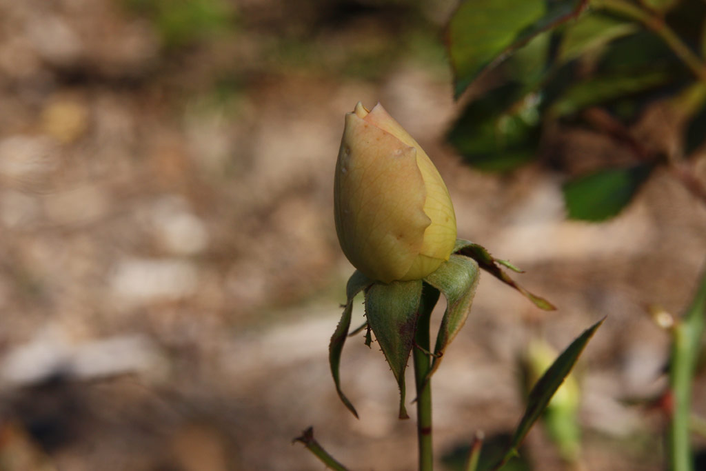 růže Sonnenschirm